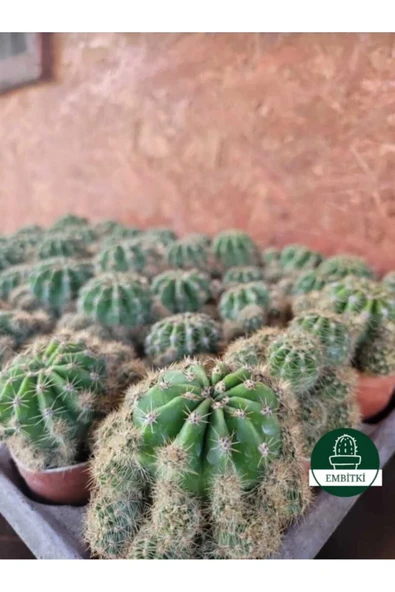 Kaynana Topuzu -echinopsis- Çiçek Açar - Resim 2