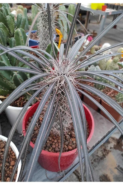 Madagaskar Palmiyesi-- 16 Cm Saksıda ürün görseli