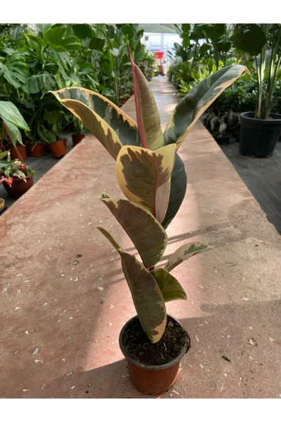 Ficus Elastica Tineke Alacalı Kauçuk Bitkisi 30 40 cm