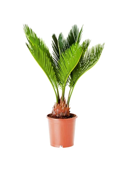 Cycas Revoluta - Japon Sago Palmiyesi 'sikas' Mini - Ev Ofis Salon Iç Mekan Bitkisi - 30 Cm