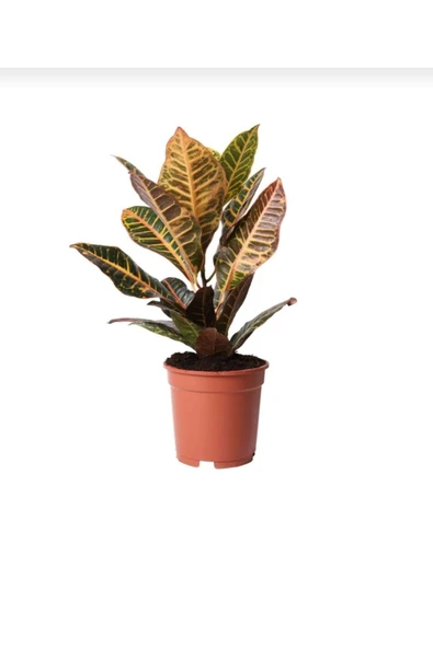 Kroton Petra Harika Renkli Canlı Yapraklı ürün görseli