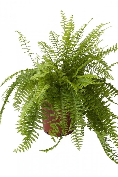 Aşk Merdiveni ürün görseli 1