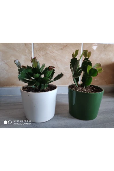 Seramik Saksıda Yılbaşı Çiçeği 2 Adet - Resim 2