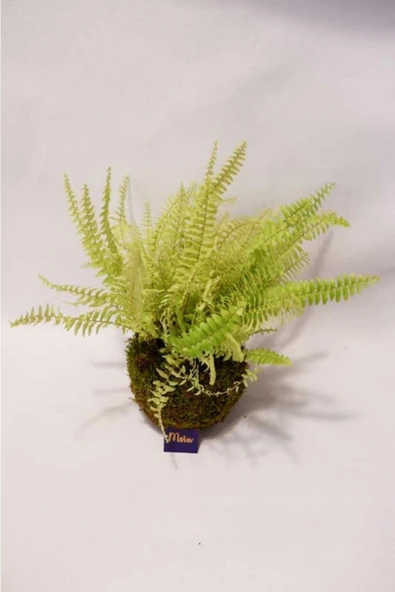 Aşk Merdiveni Kokedama - Resim 3