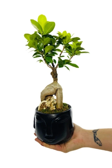 Siyah Face Serisi Ficus Gingseng Bonsai Tasarım - Resim 3