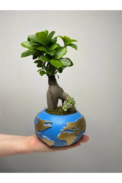 Dünya Saksıda Ficus Gingseng Bonsai Tasarım - Resim 3