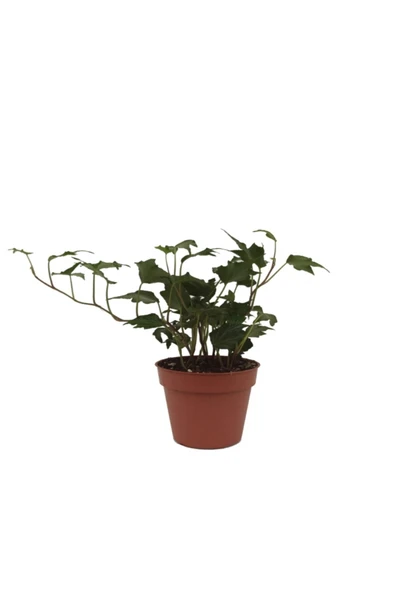 Hedera Helix - Orman Sarmaşığı - 9 Cm Plastik Saksıda ürün görseli 1