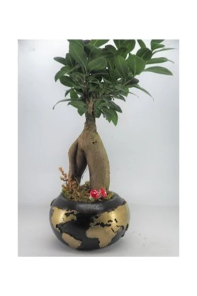 Ficus Ginseng Bonsai & Siyah Dünyam Beton Saksıda Hediyelik Canlı Çiçek - Resim 2