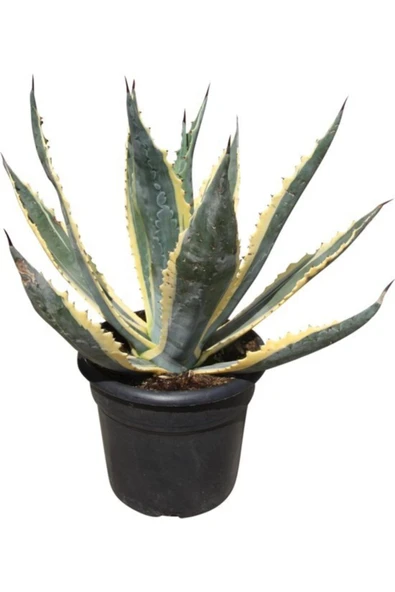 Alacalı Agave Americana Sabır Bitkisi ürün görseli