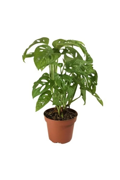 Monstera Adansonii-monkey Mask-ithal-40cm ürün görseli