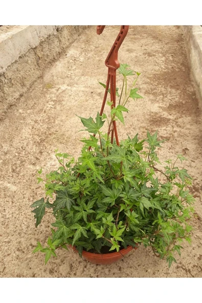Hedera Helix Askılı Sarmaşık ürün görseli