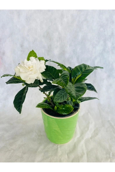 Gardenya Çiçeği Kokulu