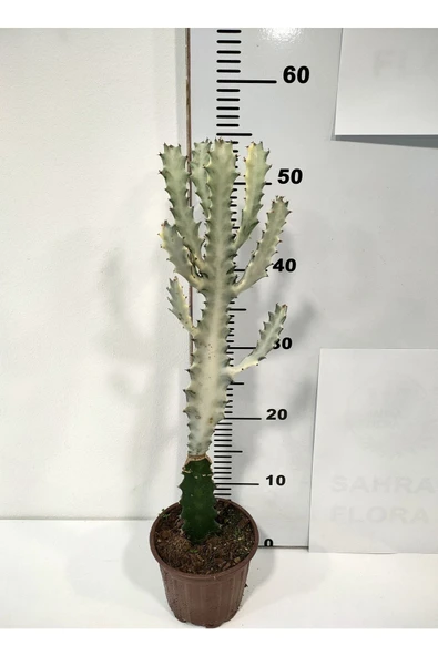Euphorbia Lactea White Ghost Özel Tür Aşılı Kaktüs - Uzunluk ürün görseli 1