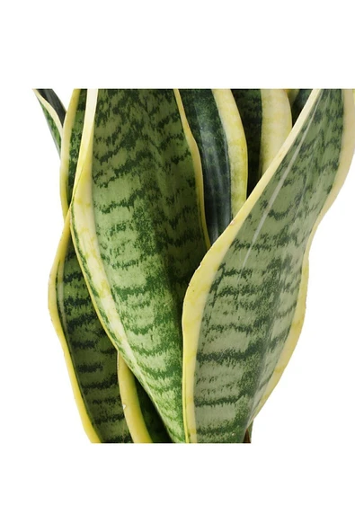 Kılıç Çiçeği Paşa Kılıcı Sansevaria Ev Bitkisi Ofis Bitki Salon Bitkisi - Resim 2