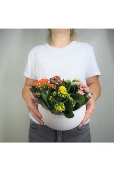 Çeşitli Renkte Kalanşo Kalanchoe & Beyaz Capo Beton Saksıda Lik Canlı Çiçek - Resim 2