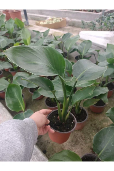 Starliçe ürün görseli