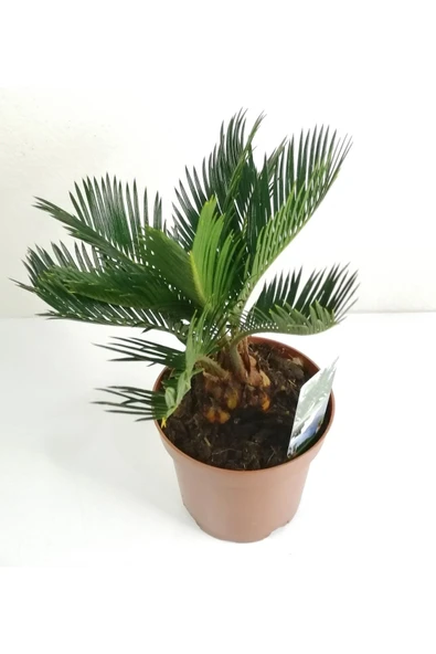 Sikas Palmiyesi Mini Cycas Revoluta Japon Sago Palm - 4