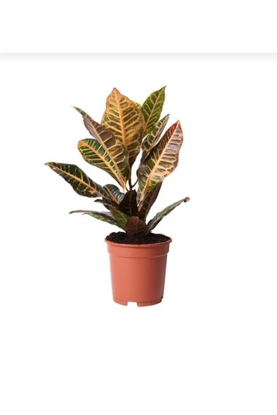 Kroton Petra Bitkisi Harika Canlılık ürün görseli 1