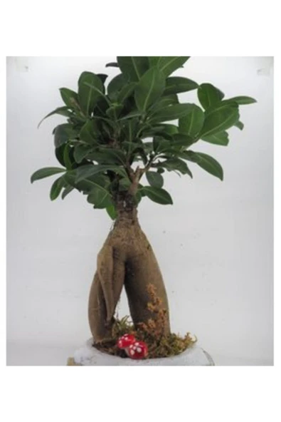 Ficus Ginseng Bonsai & Beyaz Dünyam Beton Saksıda Hediyelik Canlı Çiçek - Resim 4
