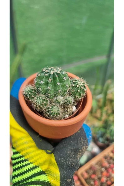 Taş saksı ile birlikte kaktüs Echinopsis Oxygona kaynana topuzu kaktüs ürün görseli 1