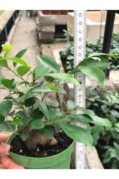 Fıcus Gınseng 30-60 gr Bonsai - Resim 3