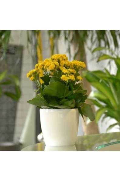 Kalanchoe Sarı Renkli Kalanşo Seramik Saksıda - Resim 2