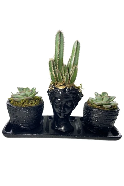 Üçlü Helen Serisi Cereus ve Sukulent Tasarım ürün görseli 1