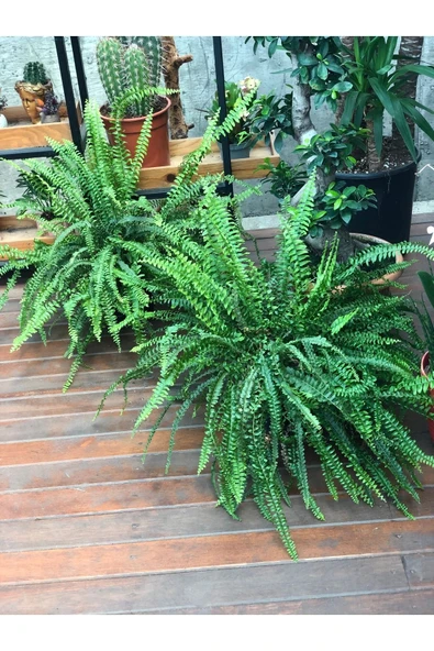 Aşk Merdiveni (fujer)xl - Resim 2