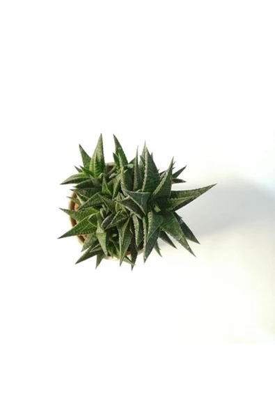 Haworthia Limifolia Beyaz Seramik Saksılı - Resim 3