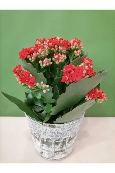 Dekoratif Retro Desenli Seramik Saksıda Kırmızı Renk Kalanchoe