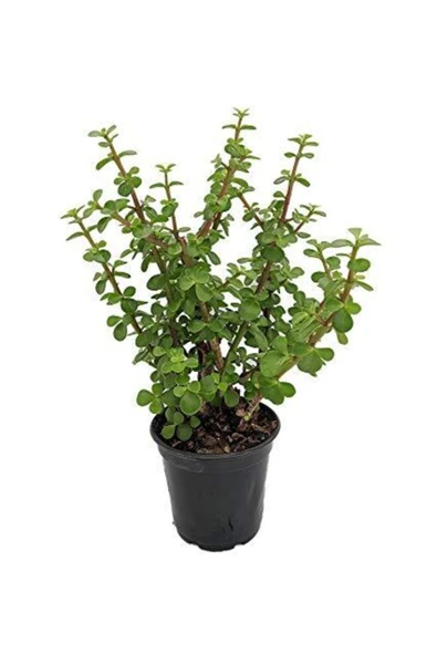 Para Ağacı Bonsai Bitkisi