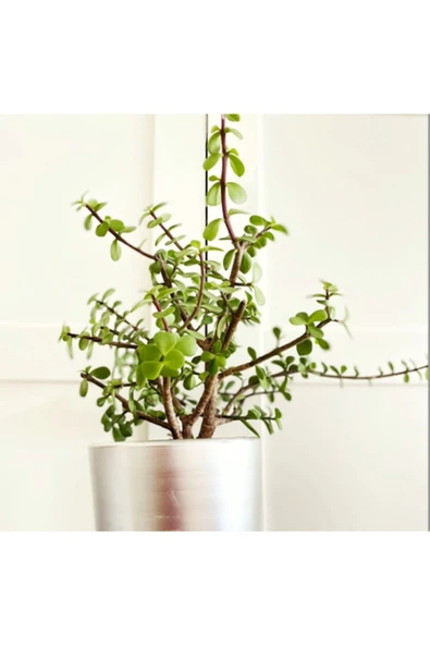 Portulacaria Afra / Para Ağacı Toprak Saksı - 2