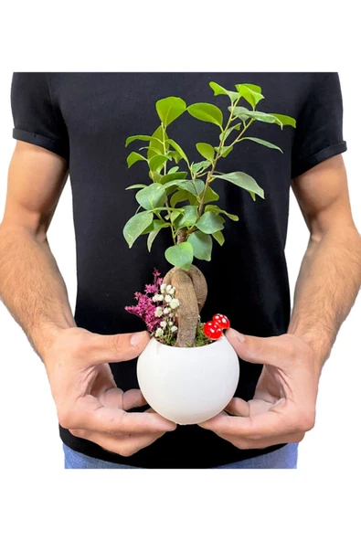 Beyaz Beton Neptün Saksıda Mini Ficus Ginseng Bonsai - 3