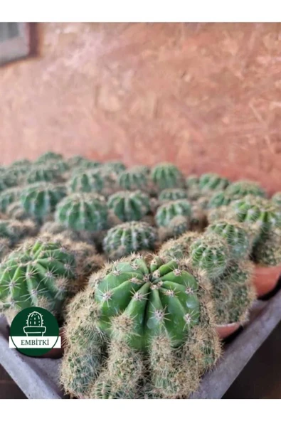 Kaynana Topuzu -echinopsis- Çiçek Açar - Resim 5