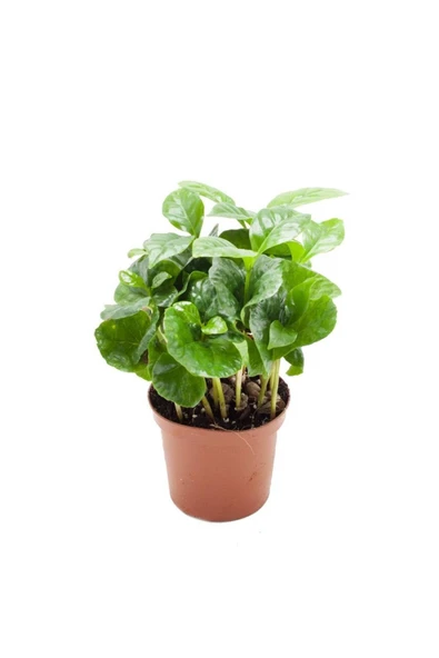 Coffea Arabica | Kahve Çiçegi (ıthal) 6cm Ø H:25