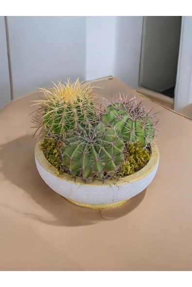 25 cm Dekoratif Saksıda Melo, Altın Fıçı ve Kaynana Topuzu 3 büyük özel kaktüs - 4