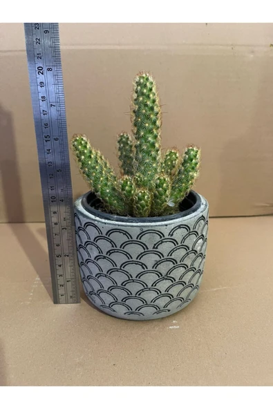 Mammillaria Elongata 12*9 Cm Beton Saksıda Radyasyon Emici Kaktüs-ev Ofis Iç Mekan Bitkisi ürün görseli
