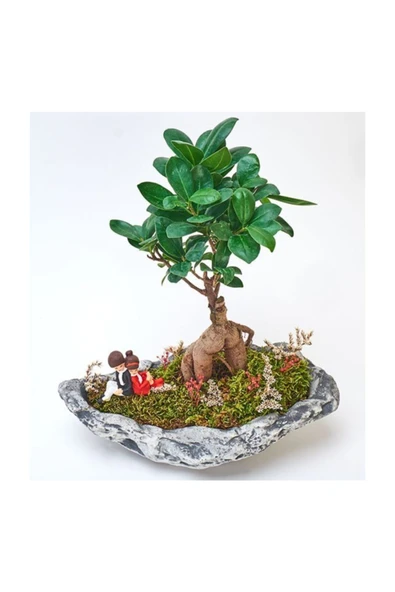 Taş Saksıda Ficus Bonsai - Resim 2