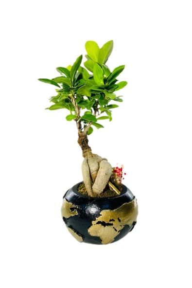 Siyah Dünya Serisi Ficus Gingseng Bonsai Tasarım - Resim 2