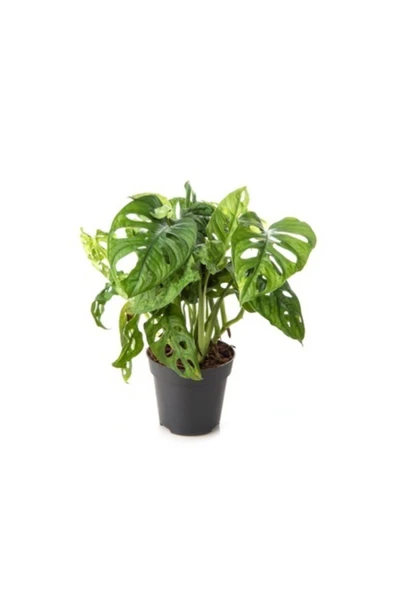 Monstera Adansonii-monkey Mask-ithal-40cm - Resim 2