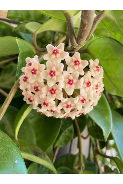 Mum Çiçeği Beyaz Renk (hoya Carnosa) Kokulu 1.kalite - 1