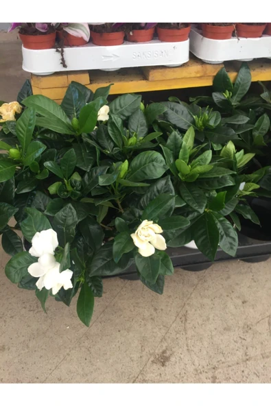 Gardenya Bitkisi (gardenia Jasminoides ) - Resim 2