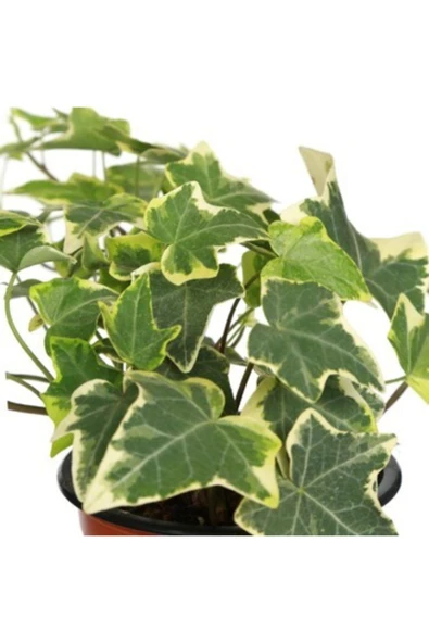 Hedera Helix Saksı Çap 8,5 Cm Mini Ofis Bitkisi Ev Bitkisi - 2