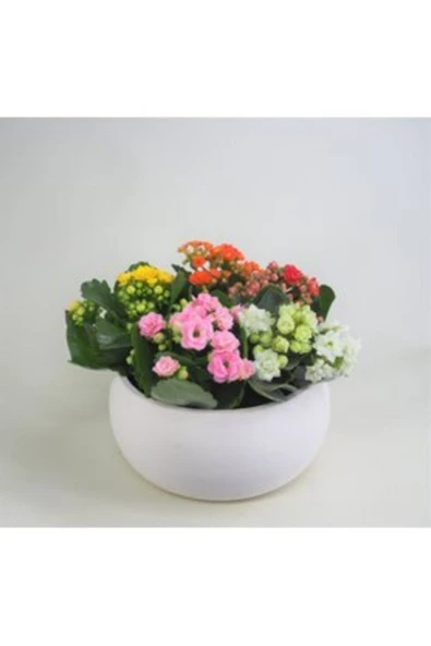 Çeşitli Renkte Kalanşo Kalanchoe & Beyaz Capo Beton Saksıda Lik Canlı Çiçek ürün görseli 1