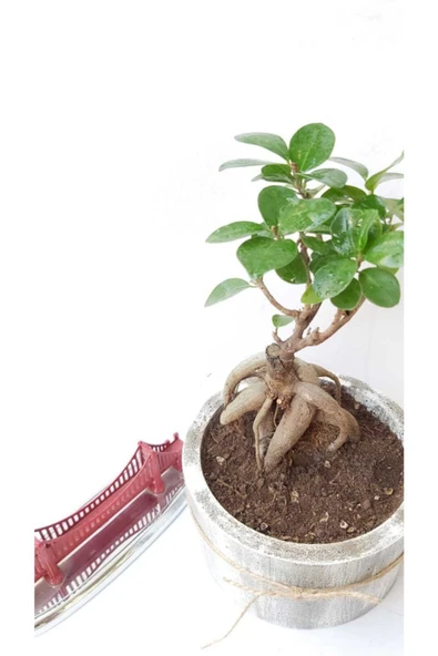 Stanova Bonsai Ficus Ginseng 18 cm - Resim 2