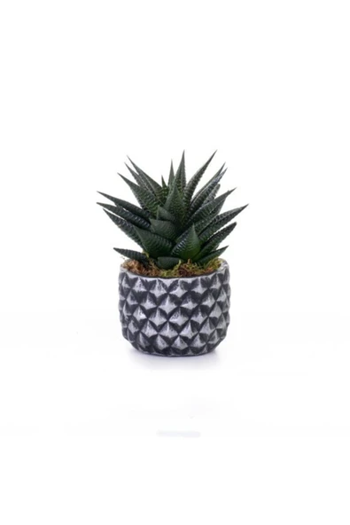 Büyük Boy Haworthia Limifolia - Beton Saksıda Canlı Çiçek ürün görseli 1