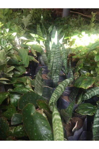 7 Adet Kılıç Çiçeği Paşa Kılıcı Sansevaria Peygamber Kılıcı Çiçeği Küçük ürün görseli