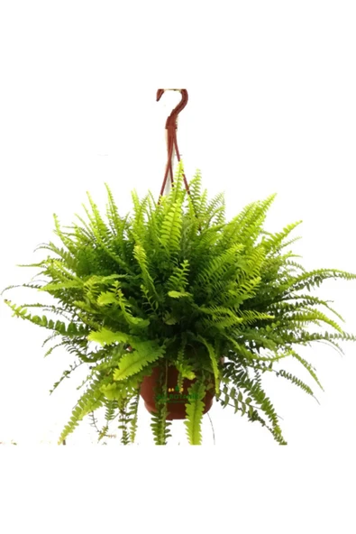 Aşk Merdiveni ürün görseli