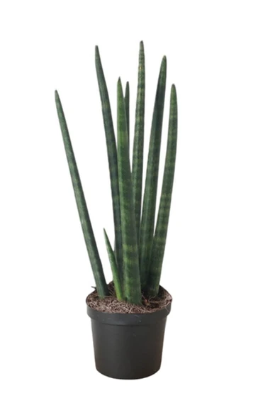 Sansevieria  Paşa Kılıcı ürün görseli 1