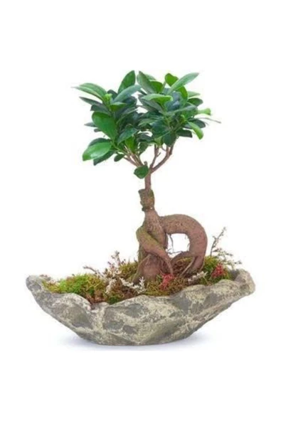 El Yapımı Taş Saksıda Bonsai ürün görseli